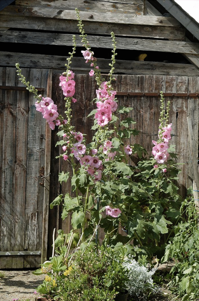 roses trémières devant une maison