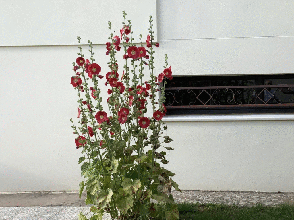 roses trémières du côté trottoir