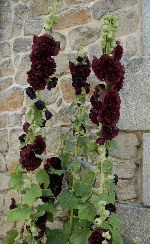 fleurs de couleur foncée presque noirs près du mur
