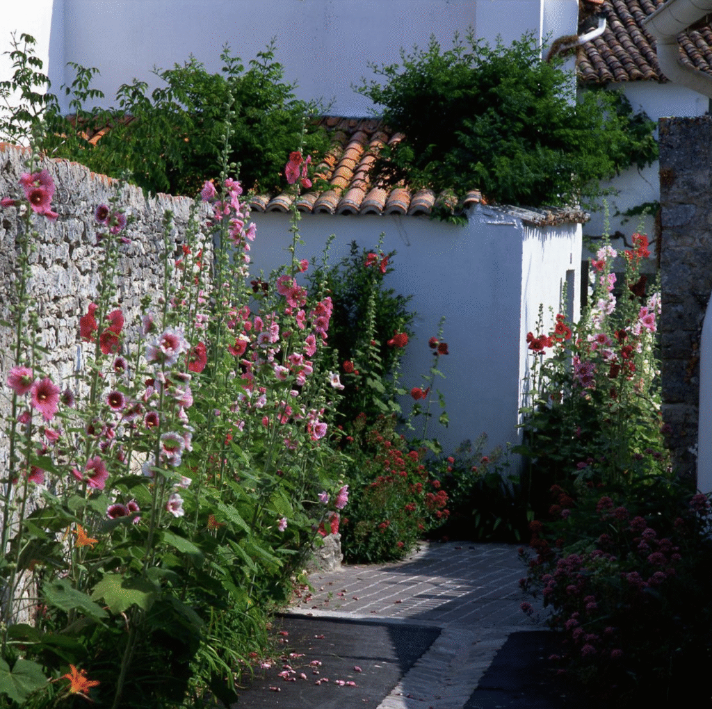 Variétés de roses trémières dans le jardin