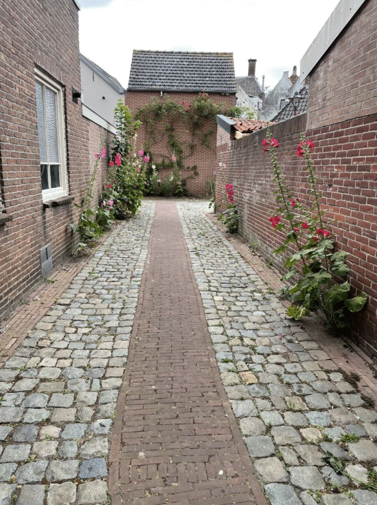 Des roses trémières du côté trottoir