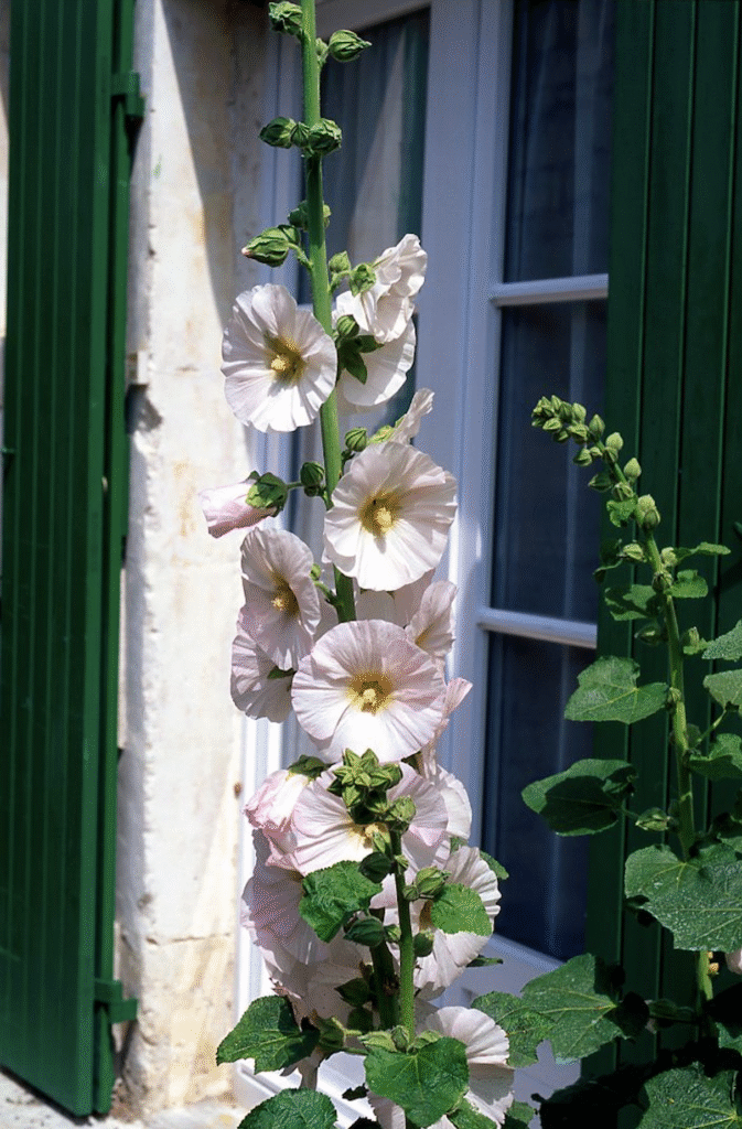 hampes florales devant une fenêtre