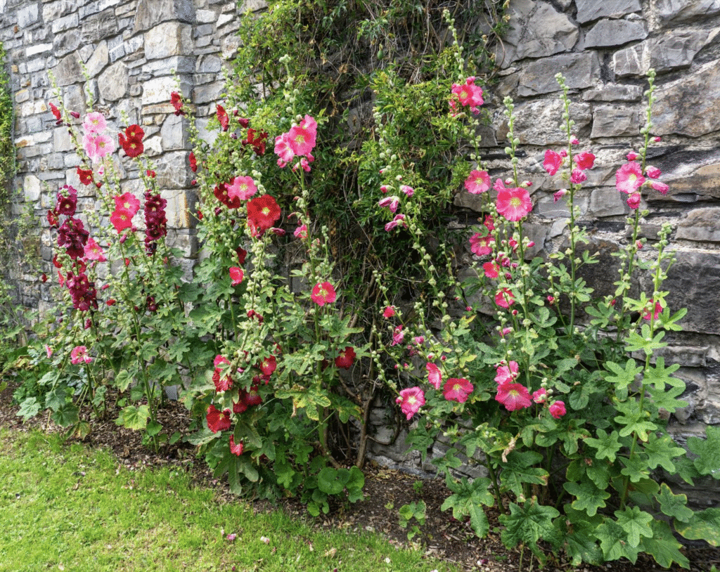 Des roses près d'un mur de pierre