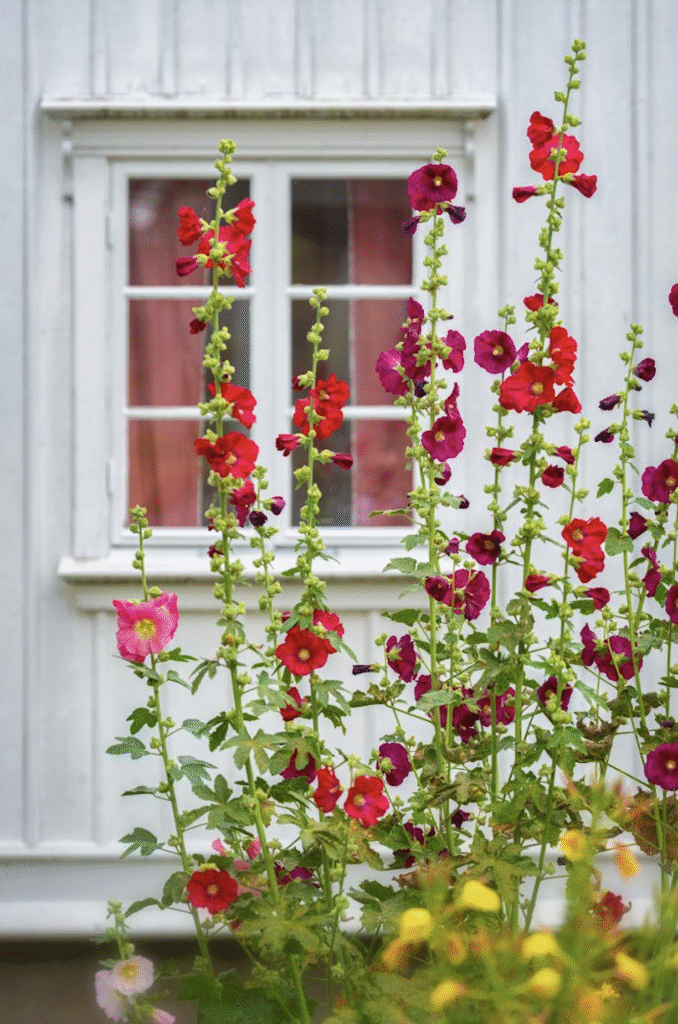 Variétés de roses trémières près d'une fenêtre