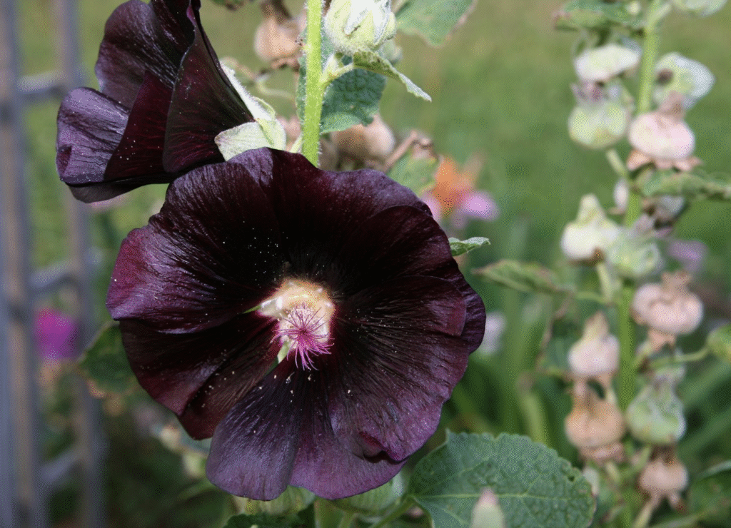 Fleur de couleur mauve noire veloutée dans le jardin