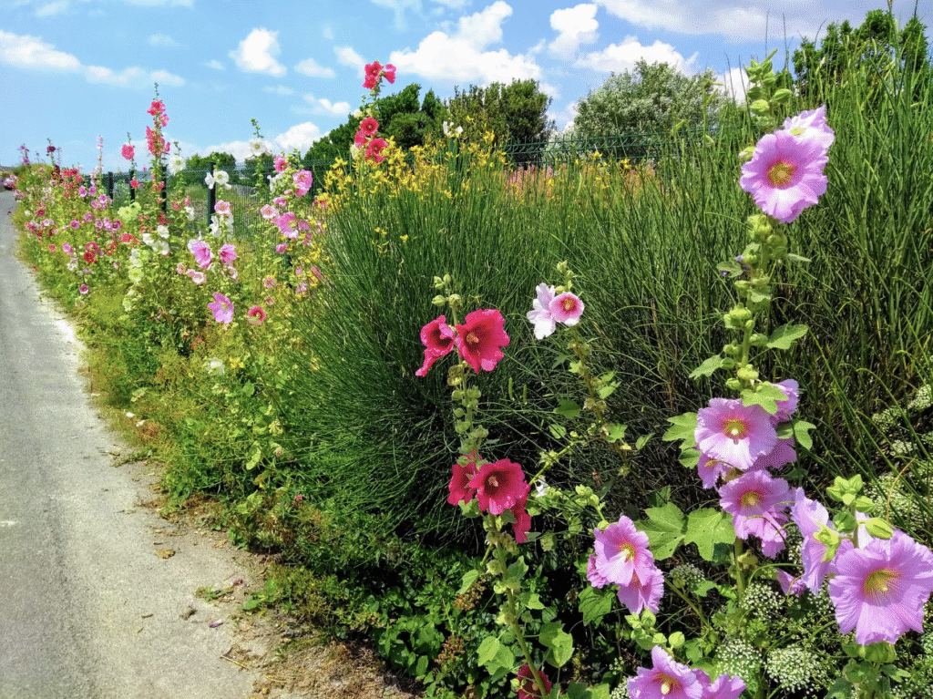 roses colorées qui bordent un chemin