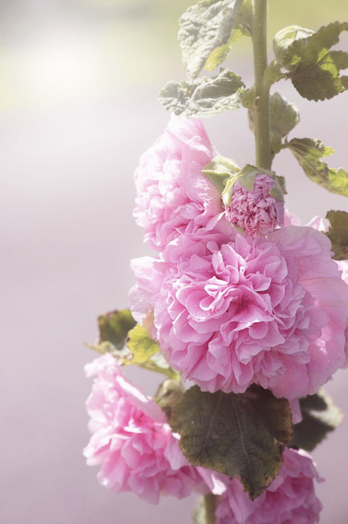 Roses trémières en gros plan