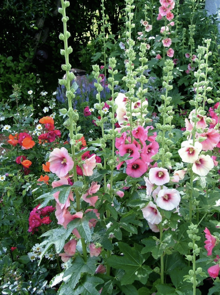 Variétés de roses trémières dans le jardin
