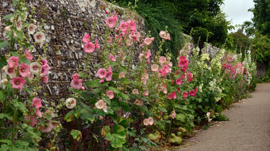 Des colorées sur un mur