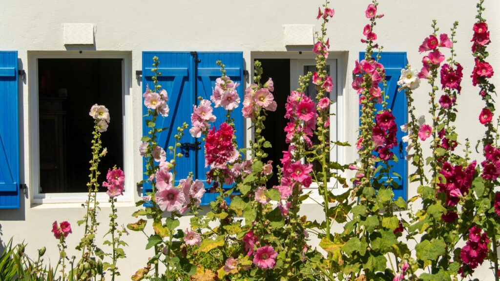 Des fleurs roses et rouges près des fenêtres