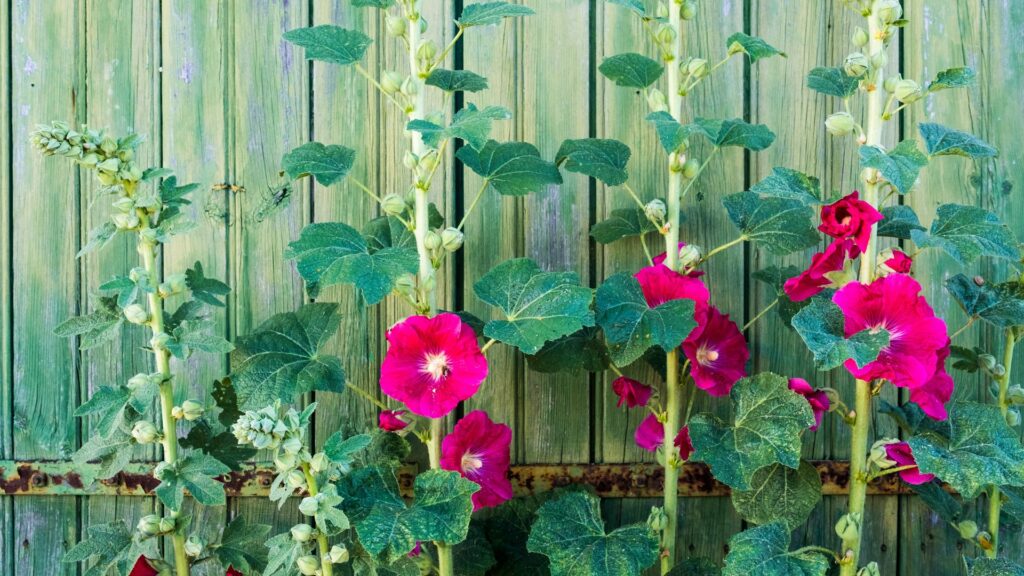 Roses rouges près du mur