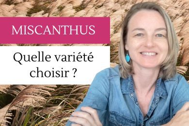 Miscanthus quelle variété choisir ?
