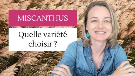 Miscanthus quelle variété choisir ?