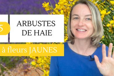 5 Arbustes de haie à fleurs jaunes