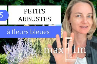 5 arbustes à fleurs bleues