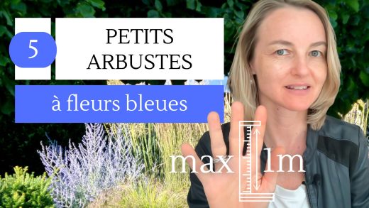 5 arbustes à fleurs bleues