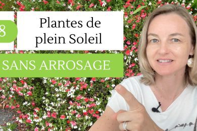 8 Plantes de plein Soleil sans arrosage