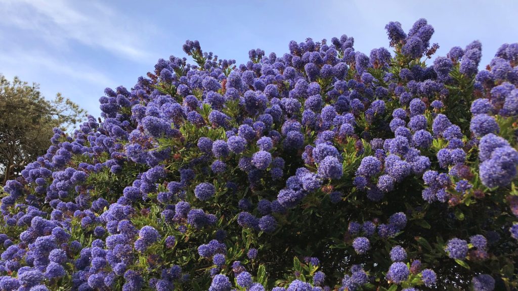 Haie d'arbustes à fleurs bleues Ceanothus en pleine floraison