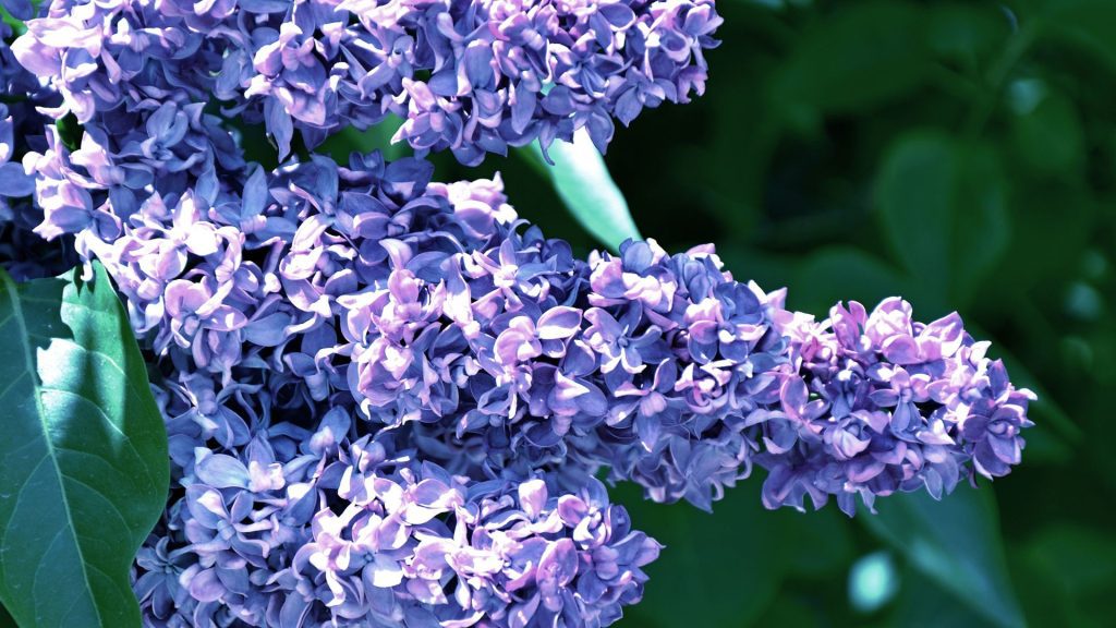 Haie de Ceanothus aux grappes de fleurs bleu-violet