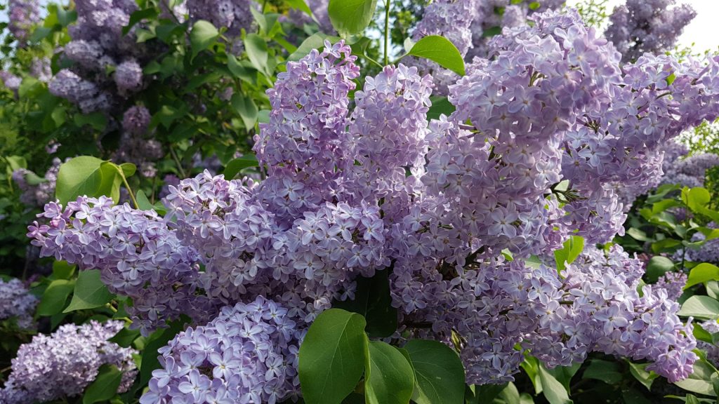 Haie de Ceanothus aux grappes de fleurs bleu-violet