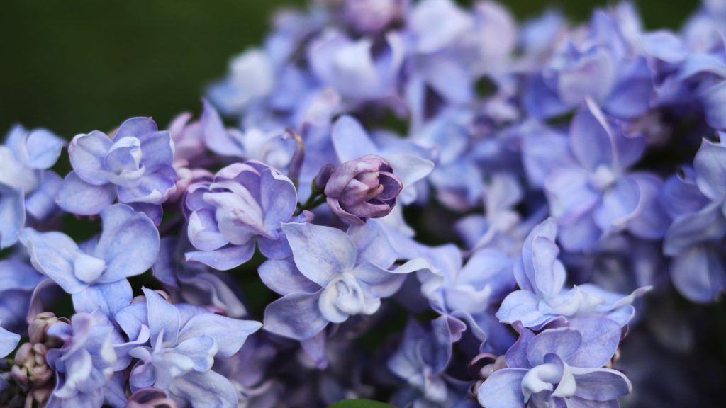 fleurs bleu-violet du Ceanothus en pleine floraison