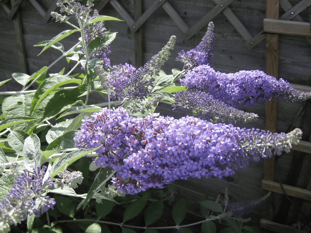 fleurs bleu-violet du Ceanothus en pleine floraison