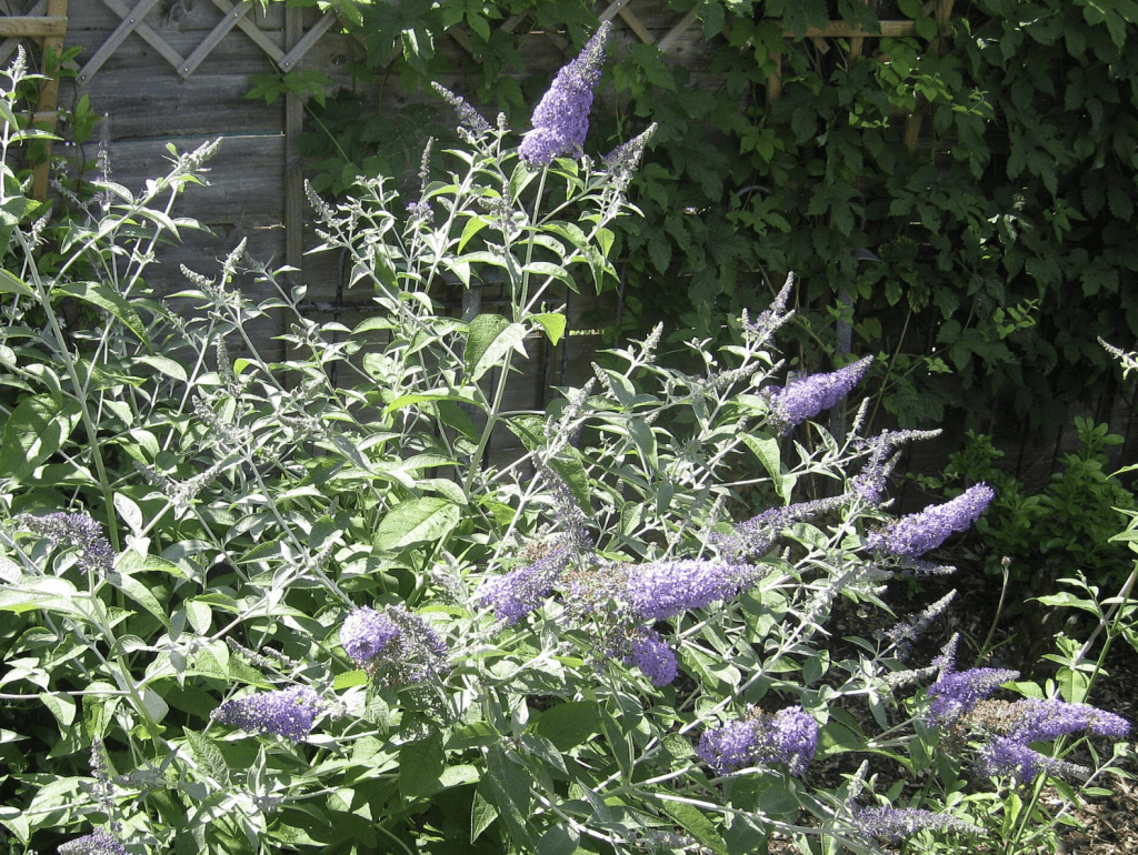Haie de Ceanothus aux fleurs bleu-violet en pleine floraison dans le jardin
