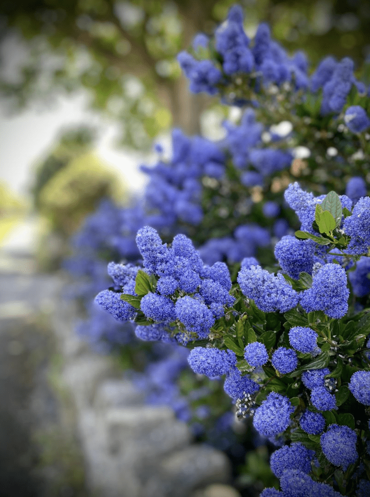 Haie de Ceanothus aux boules de fleurs bleu en pleine floraison