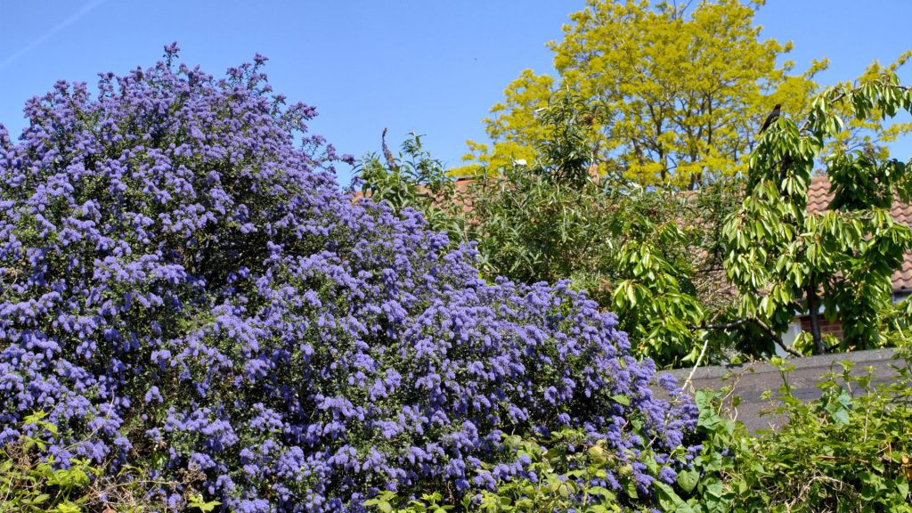 Haie de Ceanothus aux fleurs bleues en pleine floraison dans le jardin