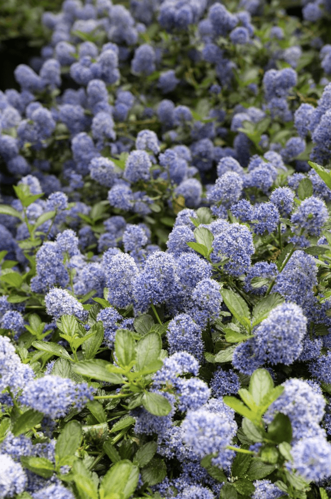 Haie de Ceanothus aux boules de fleurs bleu en pleine floraison