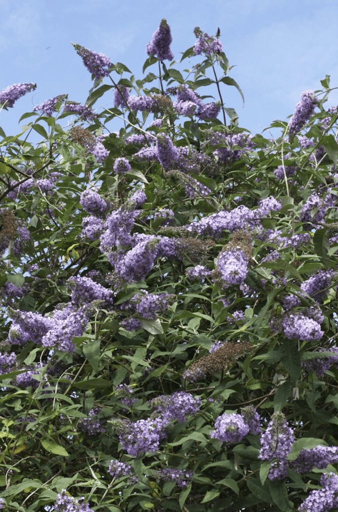 Haie de Ceanothus aux grappes de fleurs violet en pleine floraison