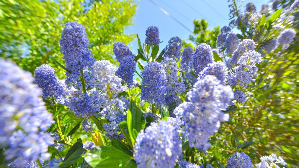 Gros plan sur les fleurs bleues d'une haie de Ceanothus en pleine floraison