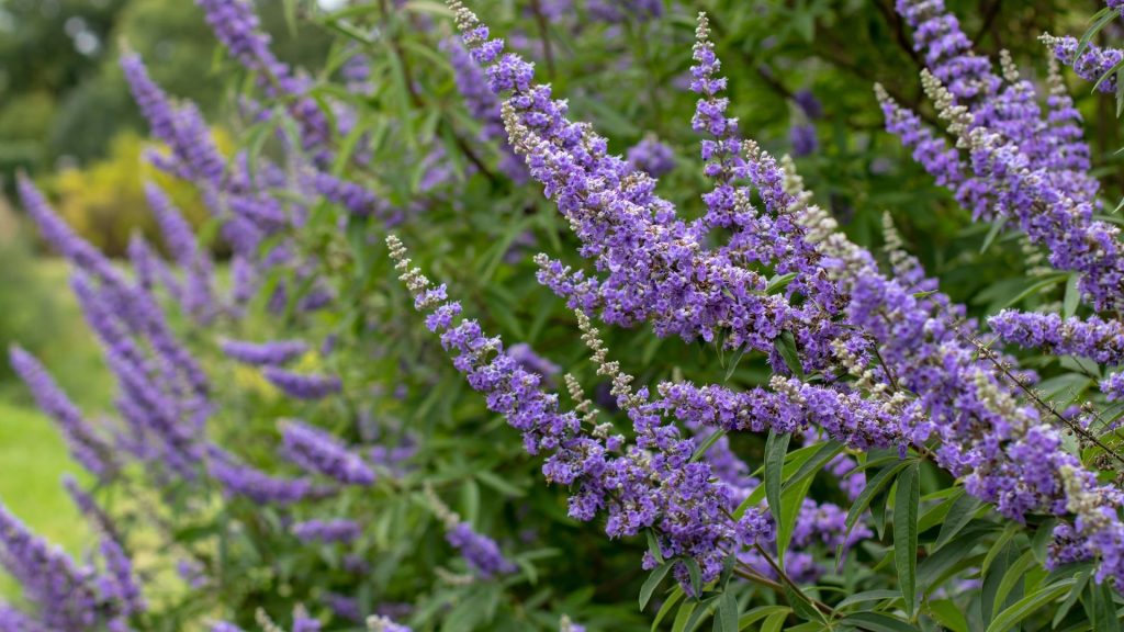 Haie de Ceanothus aux grappes de fleurs bleues dans le jardin