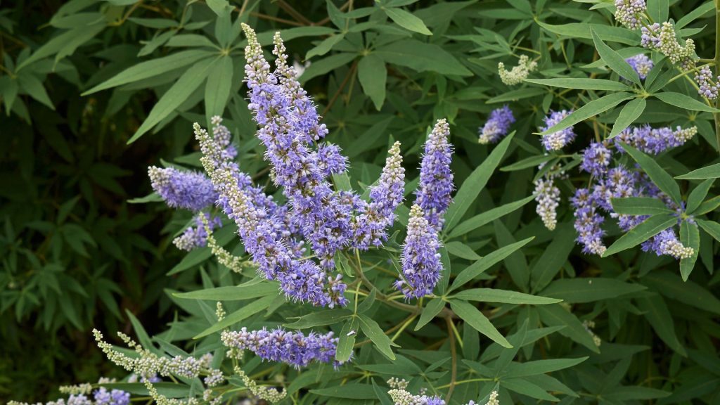 Haie de Ceanothus aux grappes de fleurs bleues dans le jardin