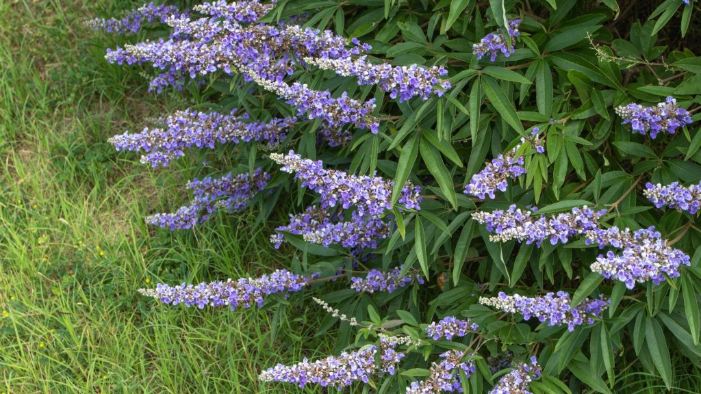 Haie de Ceanothus aux grappes de fleurs bleues dans le jardin