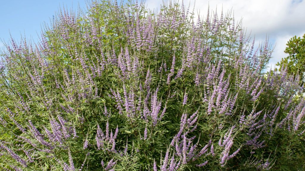 Haie de Ceanothus avec grappes de fleurs bleu-violet