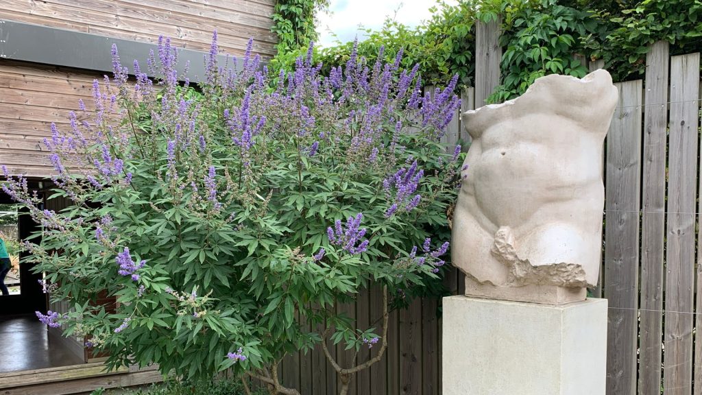 Haie de Ceanothus aux fleurs bleu-violet avec une sculpture en pierre dans le jardin