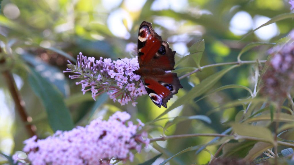 Papillon sur une haie de Ceanothus aux fleurs bleu-violet
