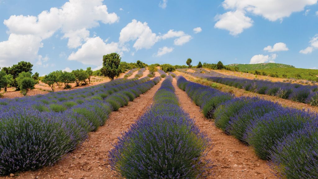 Rangées de lavande en fleurs bleues