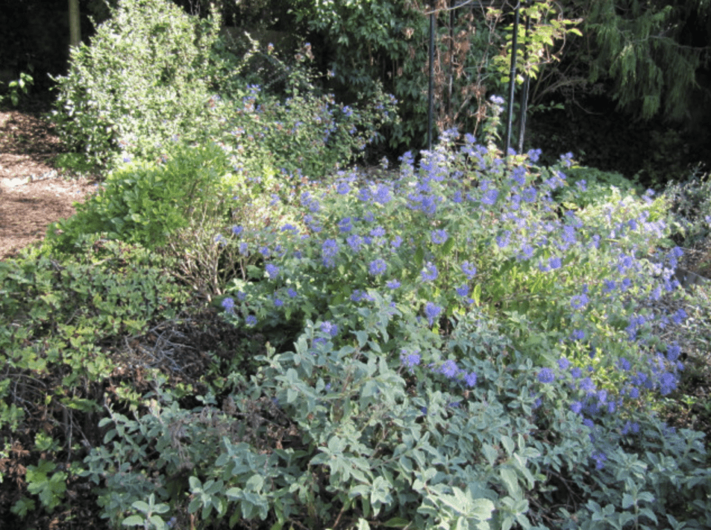 Petit arbuste avec fleurs bleues dans le jardin
