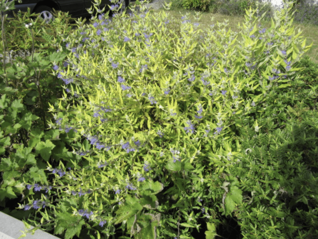 Petit arbuste avec fleurs bleues dans le jardin