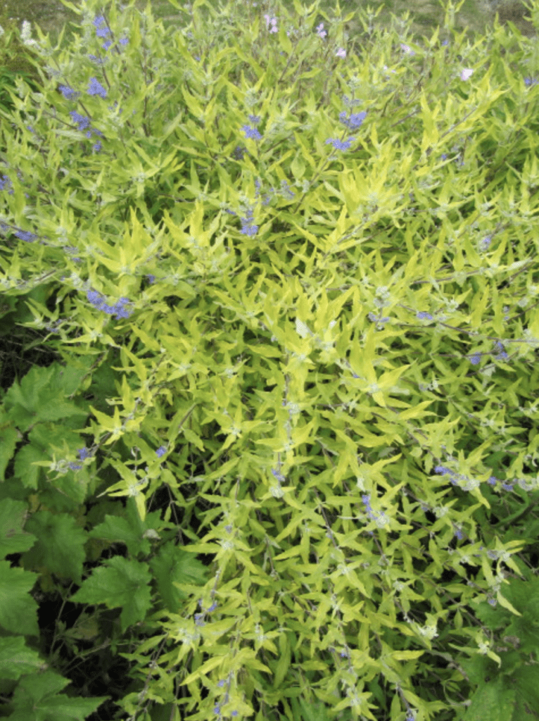 Arbuste jaune avec fleurs bleues