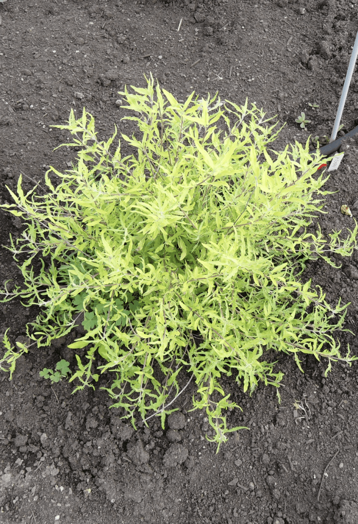 Petit arbuste jaune planté