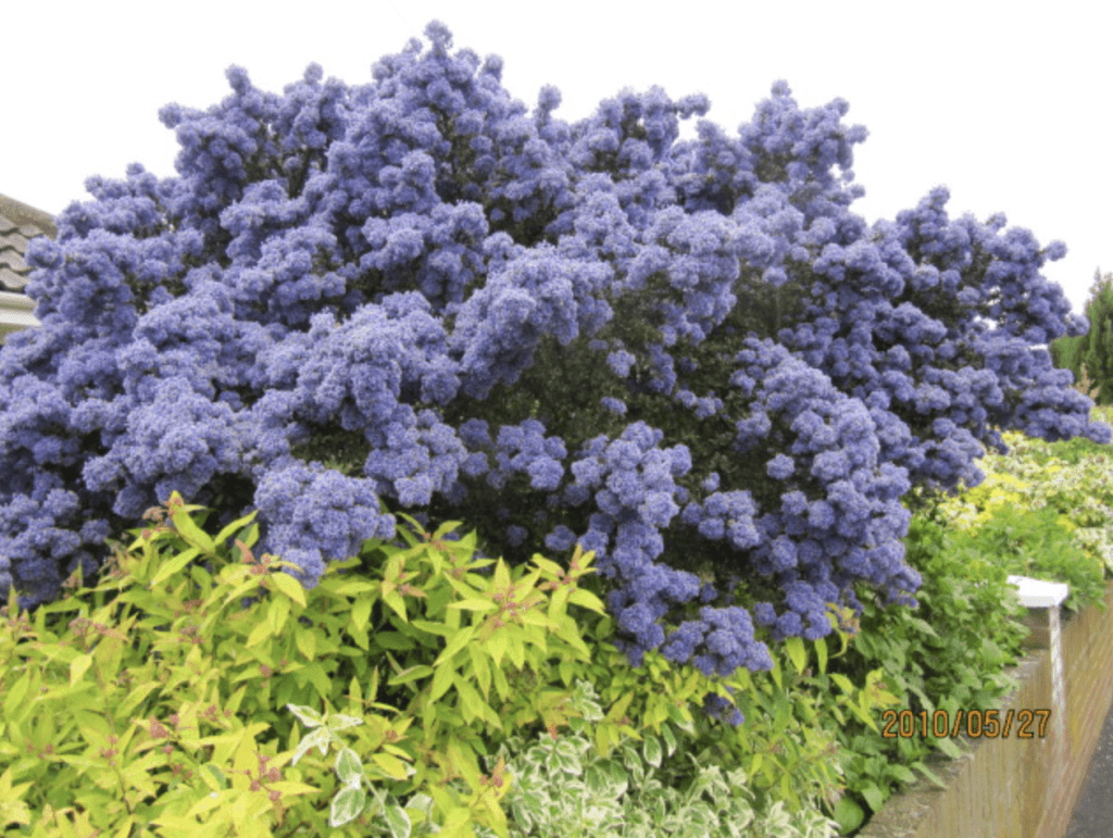 Gros buisson fleurs bleues près d'un mur