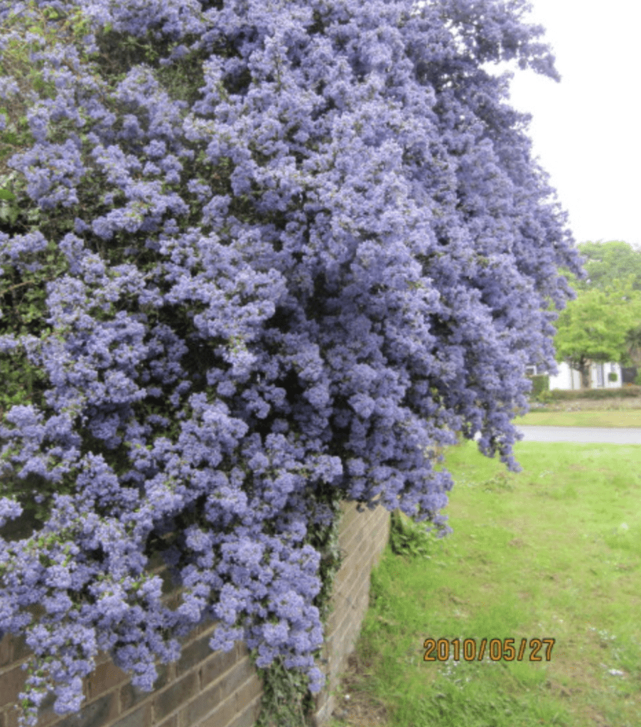 Gros buisson fleurs bleues près d'un mur