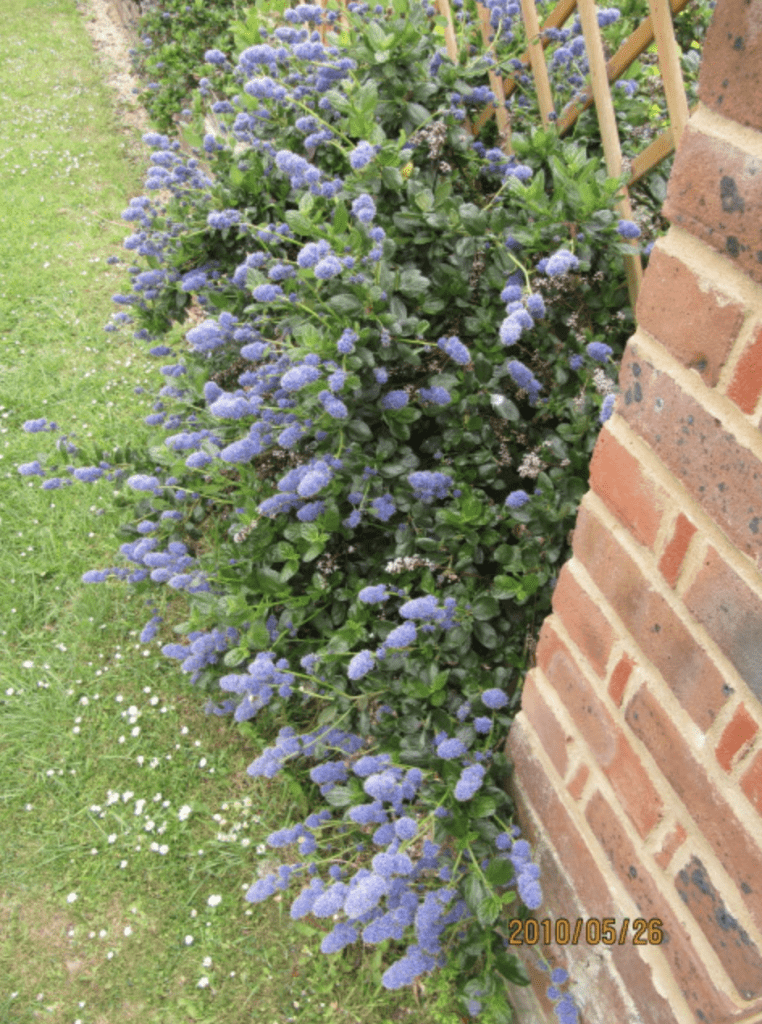 Petits arbustes fleurs bleues contre un mur