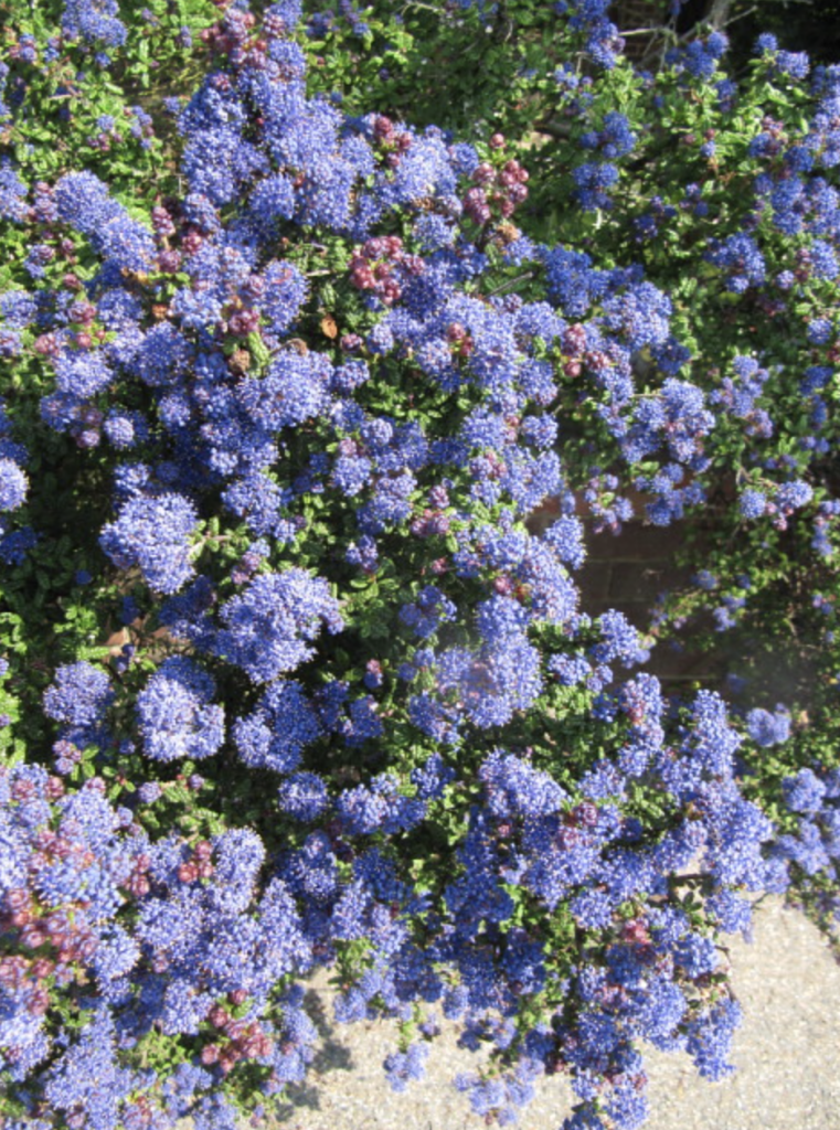Petit arbuste fleurs bleues et feuillage vert