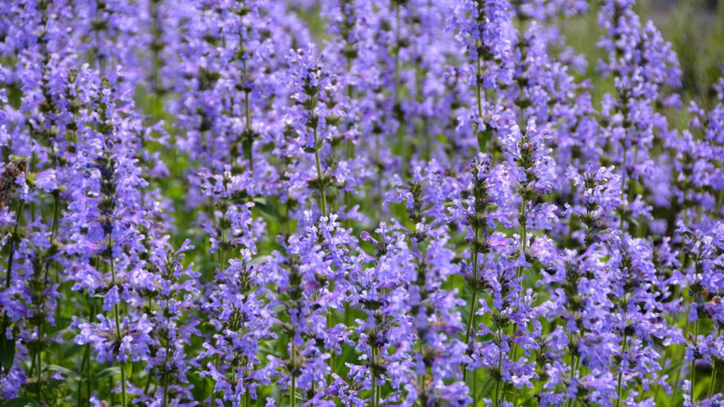 Fleurs bleues en grappes