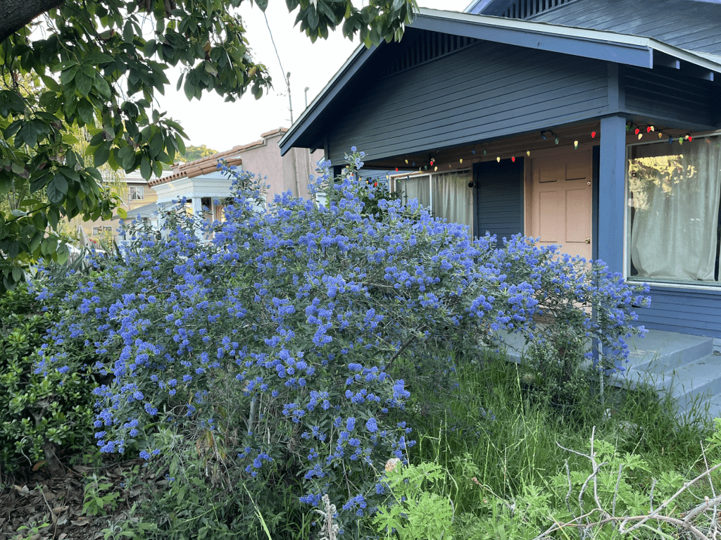 Petit arbuste fleurs bleues devant une maison