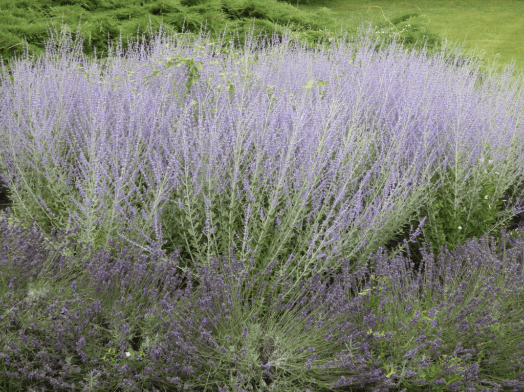 Buisson fleurs lavande bleues